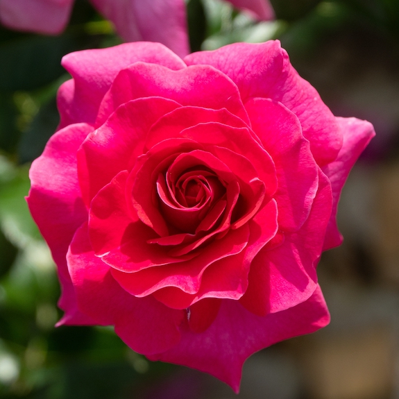 Best Friend Roses For Sale Local Rose Bush Nursery